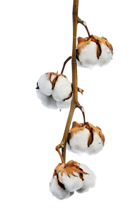 About Leaf